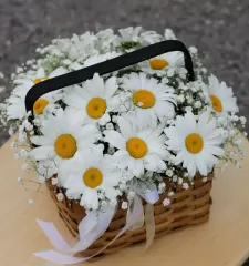 Ромашковый луг