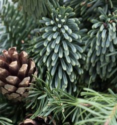 Основа для рождественского венка