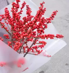 Илекс
