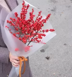Илекс