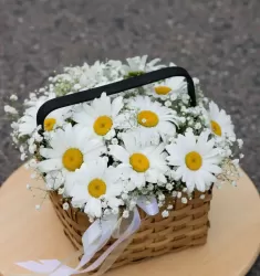 Ромашковый луг