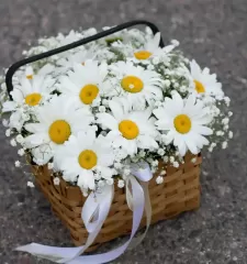 Ромашковый луг
